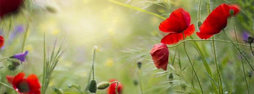 Red Poppies Facebook Covers FBcoverlover facebook cover