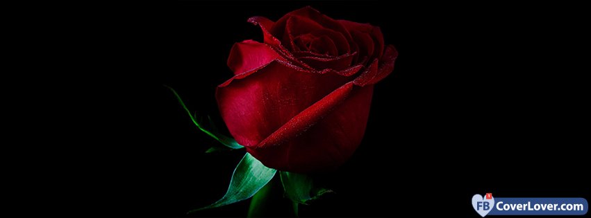 Red Rose Valentine