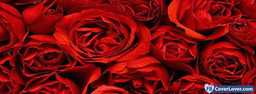 Red Roses Background