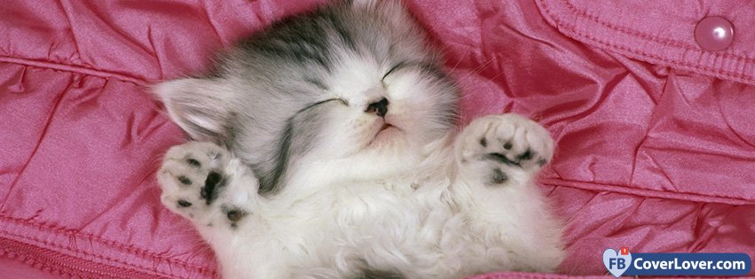 Sleepy Kitty Cat