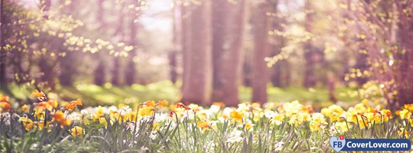 Spring Daffodils