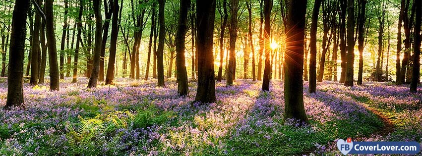 Spring Forest Sunset