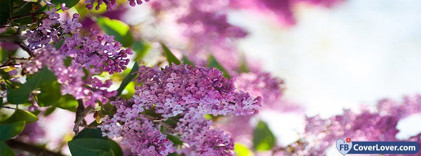 Spring Lilacs