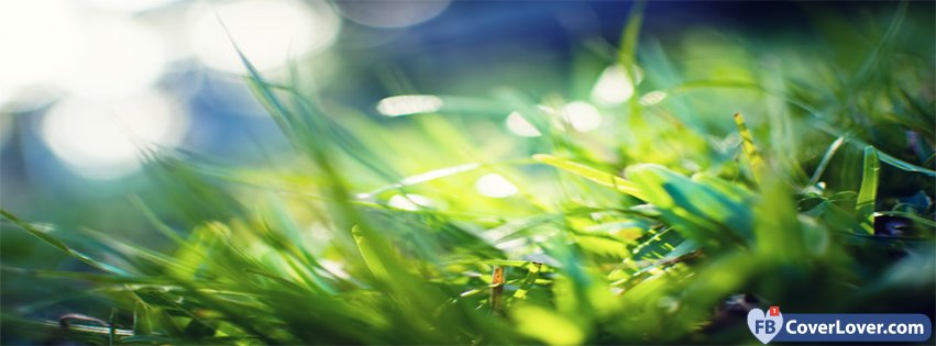 Spring Macro Green Grass