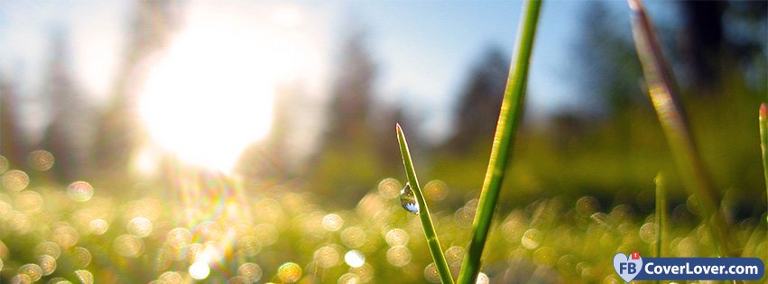 Spring Macro Green Grass Dew