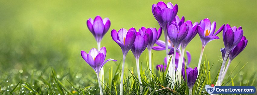 Spring Purple Crocus seasonal Facebook Cover