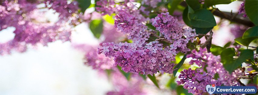 Spring Purple Lilac