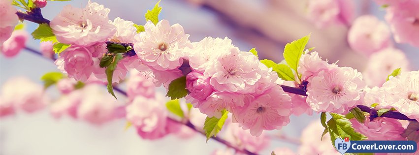 Spring Time Sakura