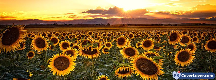 Summer Sunflowers