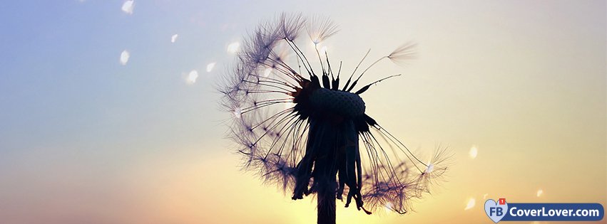 Sunset Dandelion