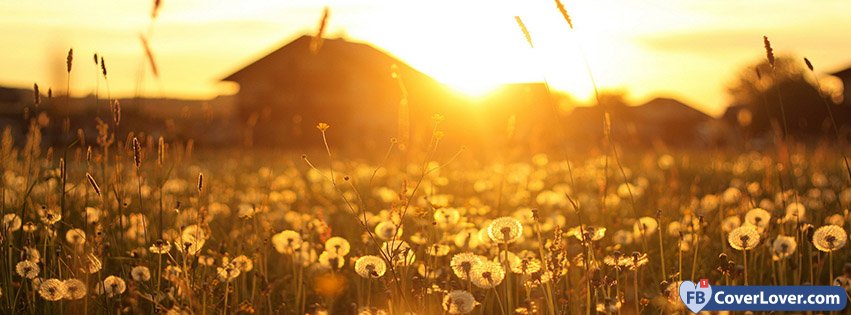 Sunset Dandelion Field