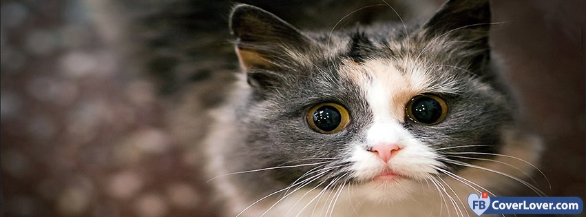 Teary Eyes Cat