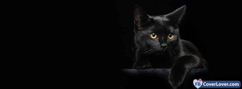 Blackcat 2  