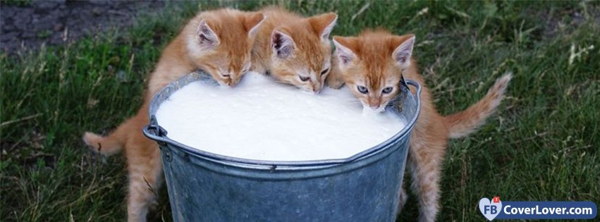 Cats Drinking Milk 