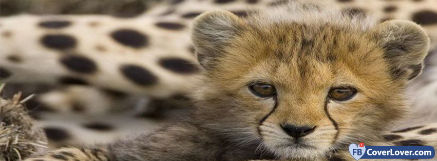 Cheetah Baby