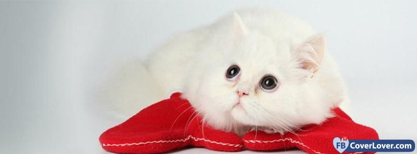 Cute White Cat