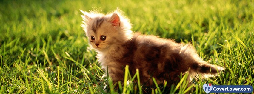 Cute Kitty 2 