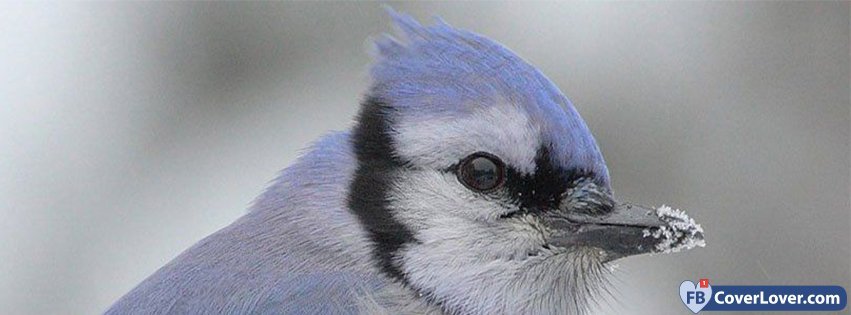 Cyanocitta Cristata Bird 