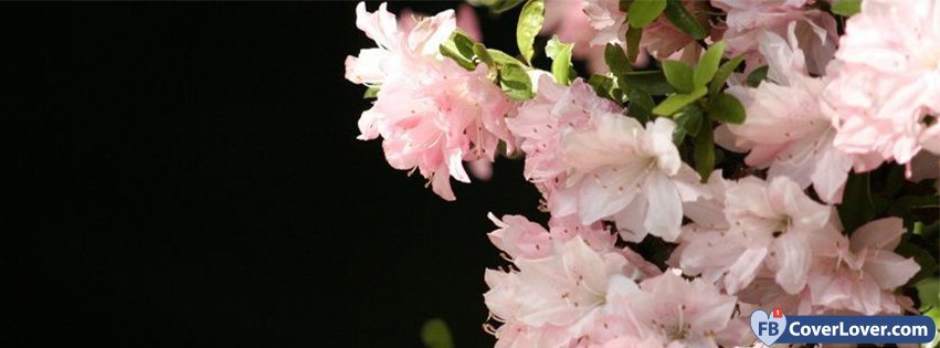 Pink Flowers