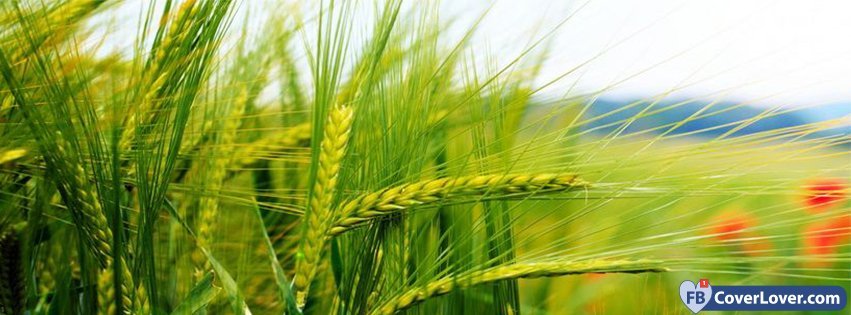 Green Wheat Field