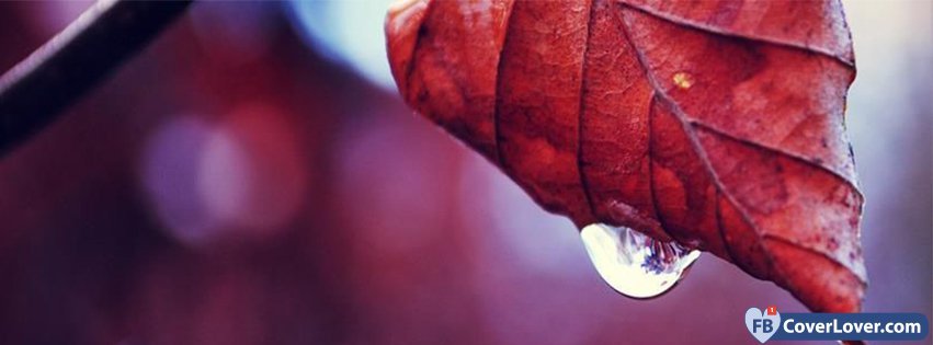 Leaf And Droplet