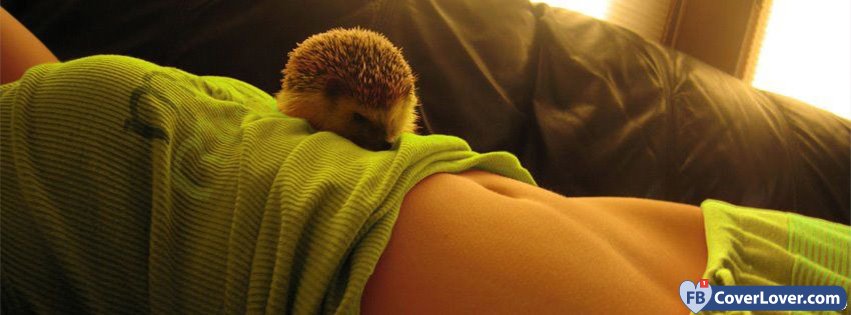 Lovely Hedgehog