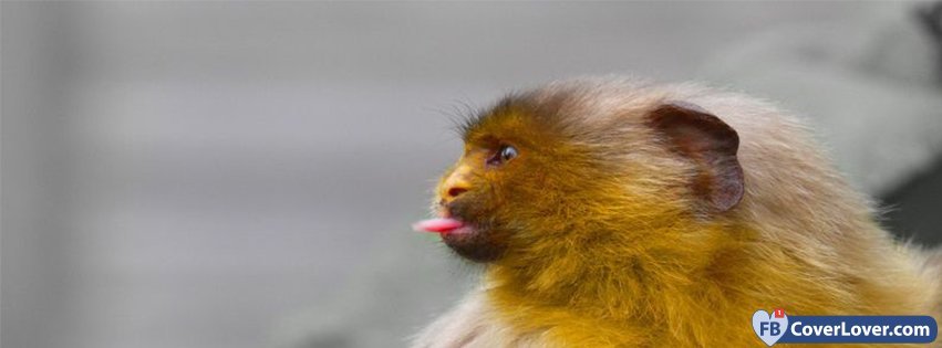 Monkey By Artyben 