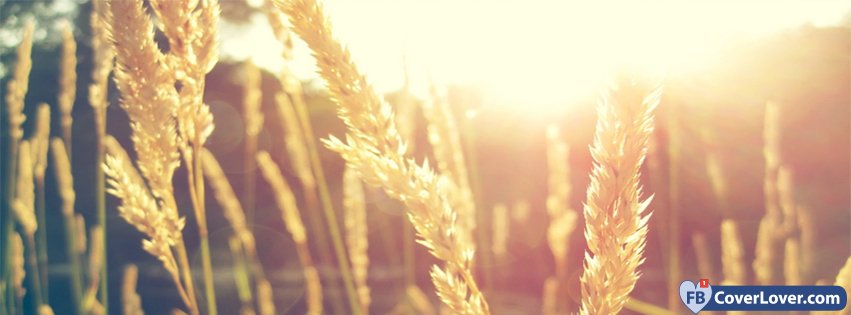 Nature Sun Wheat