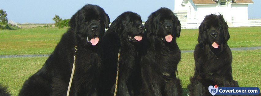 Newfoundland 2  