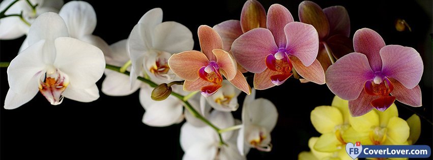 Multicolor Orchids
