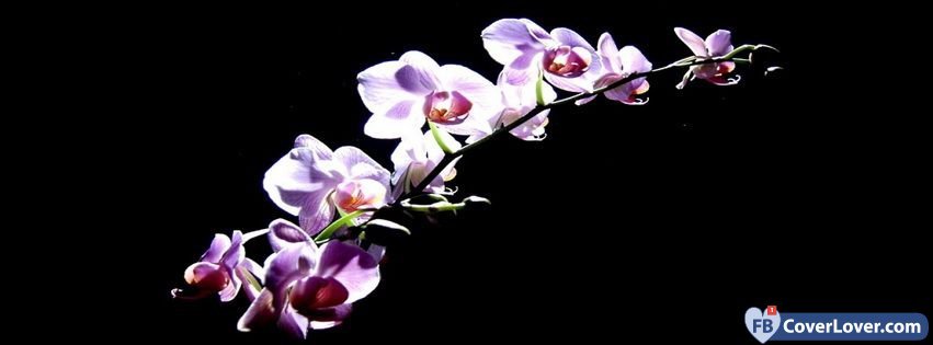 Purple Orchids