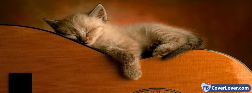 Sleeping Kitty On Guitar