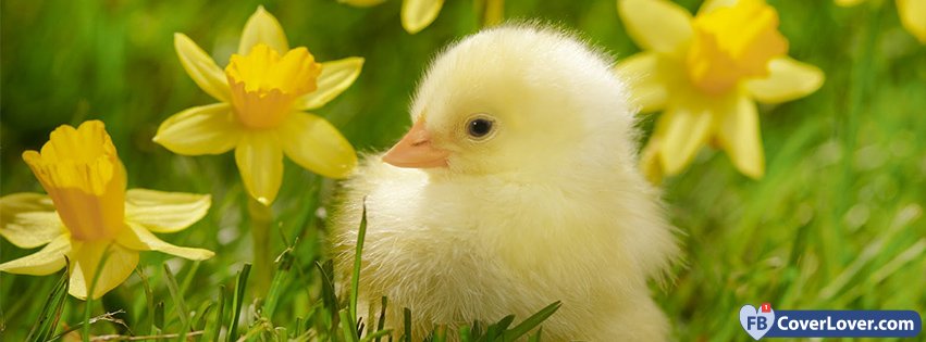 Spring Chick