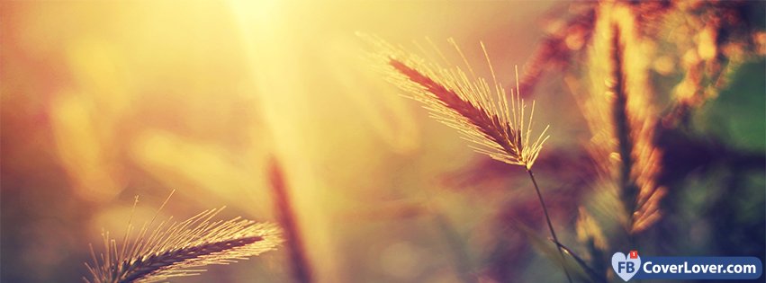 Summer Wheat Nature And Landscape Facebook Covers Photo