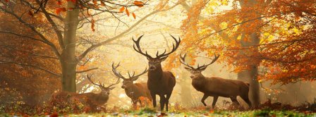 Autumn Forest Deers Facebook Covers