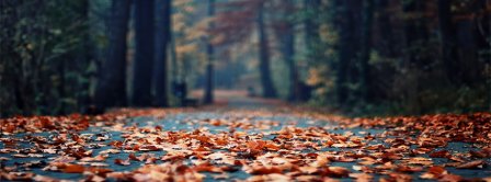 Autumn Forest Leaves Facebook Covers