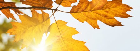 Autumn Leaves Sunshine Facebook Covers