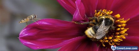 Bees On A Flower Facebook Covers