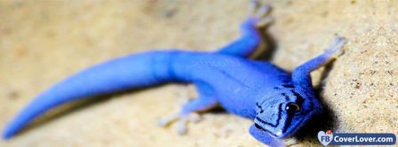 Blue Lizard Facebook Covers