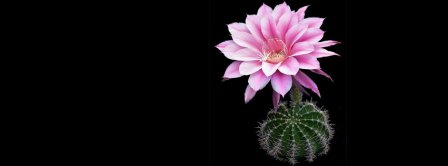 Cactus Flower Facebook Covers