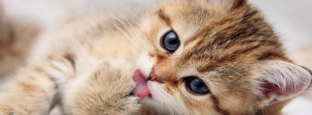 Cat Licking Paw Facebook Covers