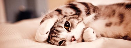 Cuddly Cat Facebook Covers