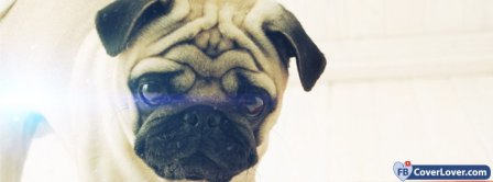 Cute Dog  Facebook Covers