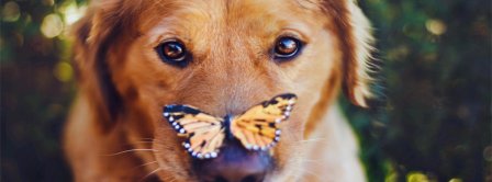 Cute Dog With Butterfly Facebook Covers