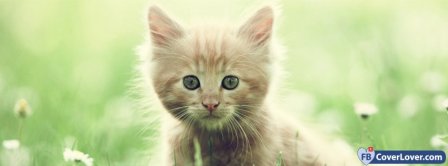 Cute Kitty Facebook Covers