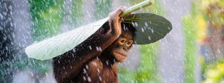 Cute Monkey Under The Rain Facebook Covers