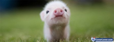 Cute Piglet 2 Facebook Covers