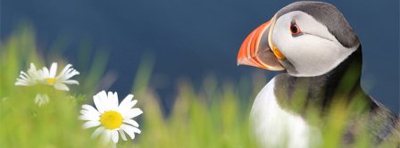 Cute Puffin 2 Facebook Covers