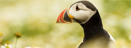 Cute Puffin Facebook Covers