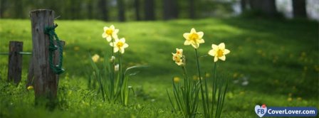 Daffodil Flowers  Facebook Covers